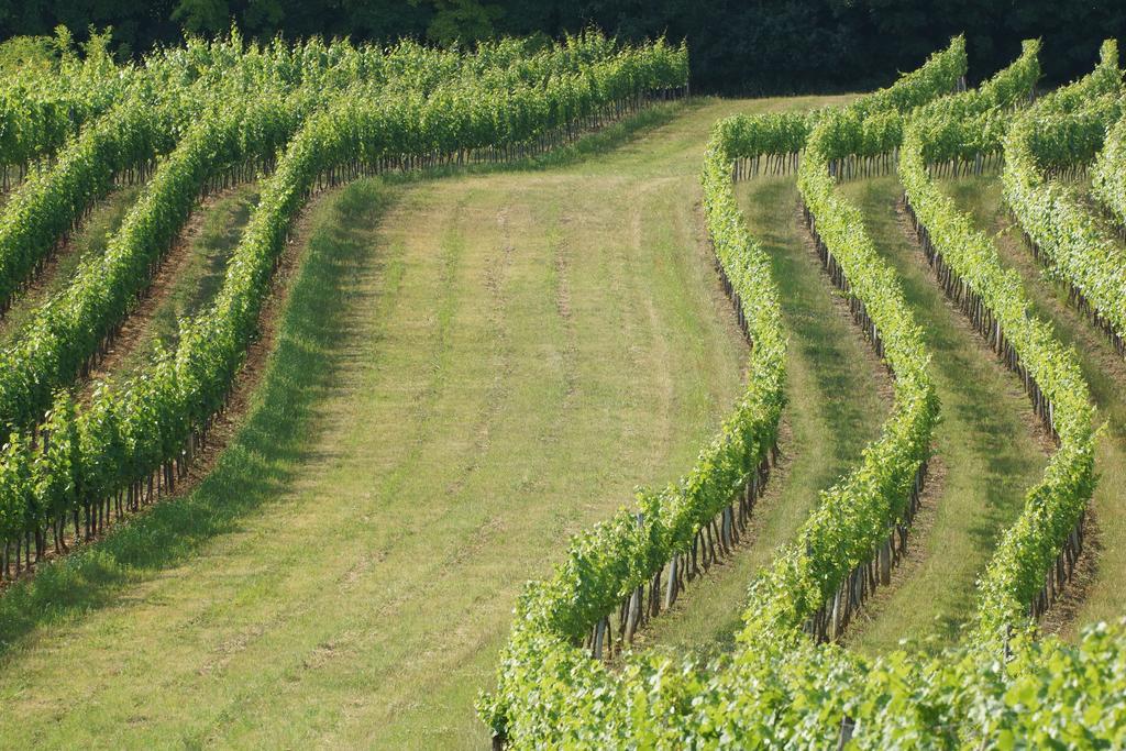 Winzerzimmer - Weingut Tinhof Айзенштадт Экстерьер фото