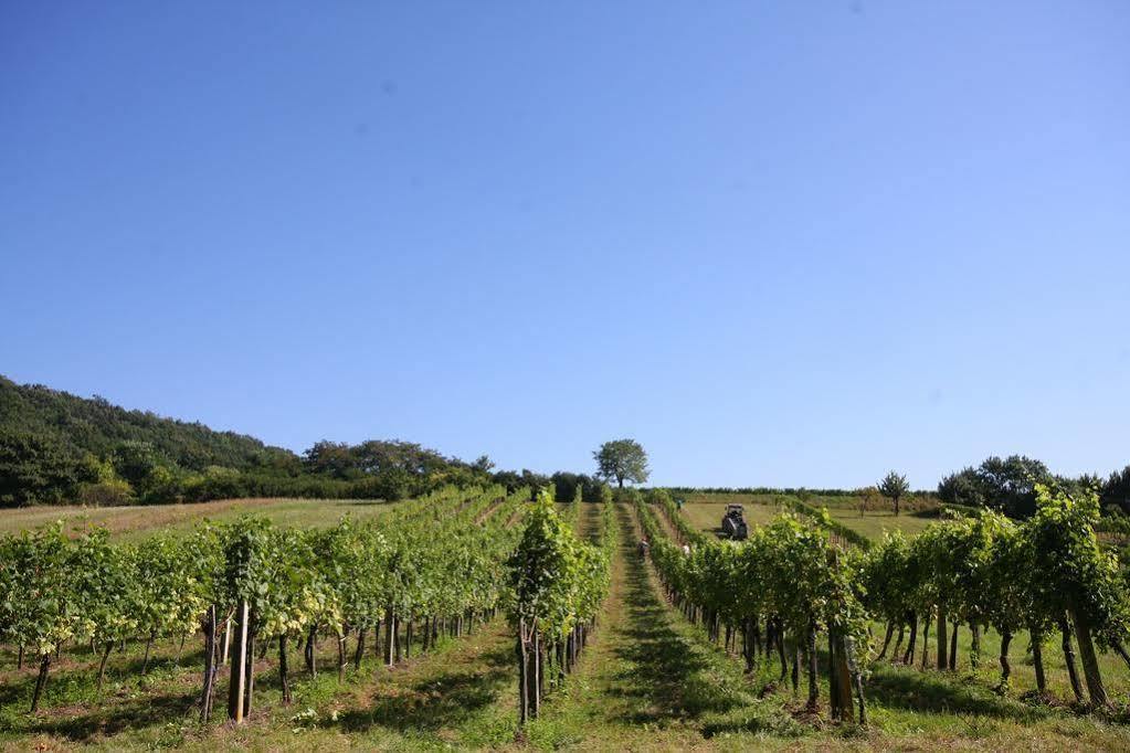 Winzerzimmer - Weingut Tinhof Айзенштадт Экстерьер фото